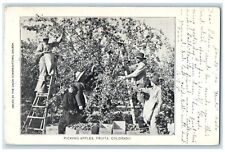 1906 Picking Apples Fruita Union Congregational Church Colorado Vintage Postcard picture