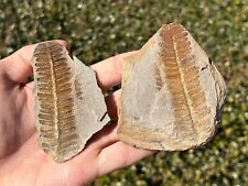 Mazon Creek Fossil Fern Pair NICE 3.25” Illinois Plant Leaves Pennsylvanian Age picture