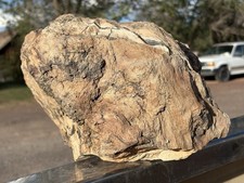 ☘️RR⛏️: Rare Fire Scarred Woodworthia Petrified Wood Burl NE AZ. picture