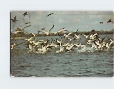 Postcard White Pelicans Ocean Scene picture