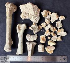 Associated Fossil Oreodont Bones, Verts, Legs, Merycoidodon, South Dakota, O1501 picture