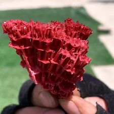 6G Natural Red coral reef Cluster Ocean Mineral Crystal Specimen picture