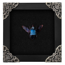 Real Framed Insects Beetle Taxidermy Oddities Bugs Dead Gothic Decor Wall Art picture
