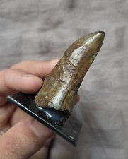 Rare Large Bargain Daspletosaurus Tyrannosaur Theropod Dinosaur Tooth Fossil picture