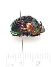 Phanaeus mexicanus minor male ONE REAL RED GREEN DUNG BEETLE PINNED picture