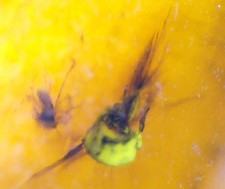 Natural Dominican Clear Amber β Polished with Double Insect Inclusion | 22mm picture