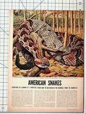 American Snakes Vintage Magazine Article Print Set Nature Wildlife Art picture
