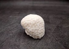 Farm Grown White Brain Coral (1 coral approx. 1+ inches) picture