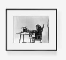 1906 Photo Chimpanzee seated at a typewriter picture