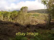 Photo 6x4 Deforestation in Rowardennan Forest Several trees have been fel c2007 picture