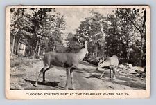 Delaware Water Gap PA-Pennsylvania, Deer in Road, Antique Vintage Postcard picture