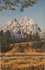 Grand Teton Peak National Park Early Summer Wildflowers VTG 1960s Chrome PC picture