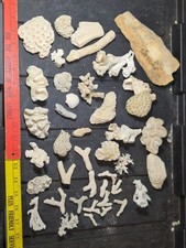 2.5+ Pound Natural Brain Maze Coral Skeleton Branch Lot Beach Aquarium Specimens picture