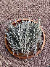 Fresh Cut Artemisia Tridentata Big Sagebrush Wild Native Organic SMUDGING 8oz picture