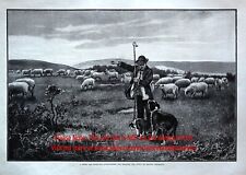 Dog Training a Sheepdog Puppy to Herd Sheep Herding, Large 1890s Engraving Print picture