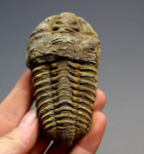 Natural Moroccan Trilobite Fossils Complete Original Stone Paleontology Animals picture