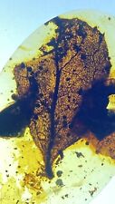 Huge Perfect Leaf Leaves, Pristine Fossil In Genuine Burmite Amber, 98myo picture