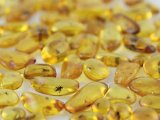 Lot of 10 Genuine  BALTIC AMBER Pieces w FOSSIL INSECTS picture