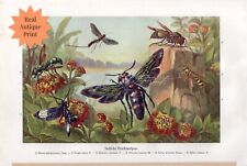 Indian Wasps print Colorful Lantana Brehm Entomology Botanical Real Antique picture