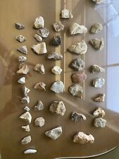 Different Species Dinosaur Teeth . 100 Percent Real Finds Not Reconstruction. picture