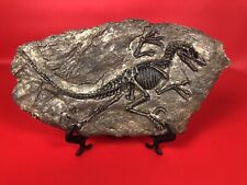 Rare Chinese Best Triassic Archaeornis Real Confucius Bird Fossilaa picture