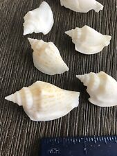 25  Small Conch Sea Shell Lot . All Natural Shell . Wedding Decor , Craft Shells picture