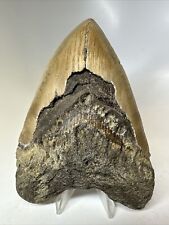 Megalodon Shark Tooth 5.48” Natural - Real Fossil - Huge 16112 picture