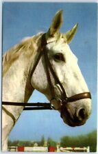 Postcard - Close-up of a Horse picture