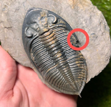 Trilobite with natural defect Zlichovaspis Fossil Devonian picture