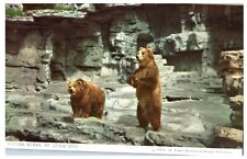 Postcard MO St. Louis Zoo Pair of Kodiak Bears One On Hind Legs Unposted 1950's picture