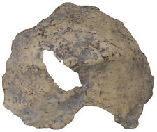 Fragment of Skull of Homo erectus palaeohungaricus - a resin copy of original picture