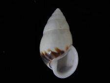 Land snails Amphidromus perversus rufocintus 48.4mm ID#6130 picture