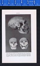 Prehistoric Skulls-La Chapelle Neanderthal, La Ferrassie -1934 Science Print picture