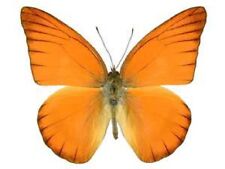 Appias nero ONE REAL BUTTERFLY RED ORANGE ALBATROSS UNMOUNTED WINGS CLOSED picture