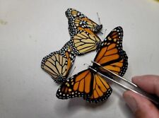 4 REAL A1 MONARCH BUTTERFLY  , Nymphalidae Danaus A1. UNMOUNTED EXPUPAE picture
