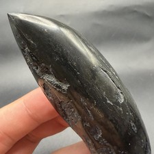 Sperm Cetacean Tooth Fossil 4.01” POLISHED Marine Predator Tooth picture