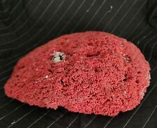 Natural Large Red Organ Pipe Coral 12 in (30.5 cm) Undied Reef Specimen picture