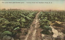 Tobacco Field near Southern Pines,N.C.,NC Moore County North Carolina Postcard picture