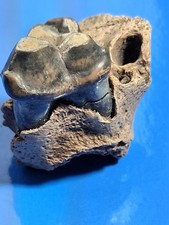 Killer Dire Wolf Molar In Partial Maxilla. picture