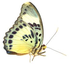 LEPIDOPTERA, NYMPHALIDAE, LIMENITIDINAE, EUPHAEDRA CERES (female) from TOGO picture
