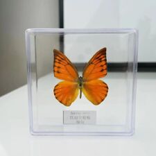 Real Taxidermy Orange Albatross Butterfly Specimen Transparent Box  picture