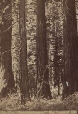 The *Commissioners* big trees of California CA Stereoview c1880 picture