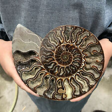 300g+ Natural Crystal ammonite fossil conch specimen healing Home decoration picture