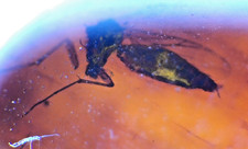 Natural Dominican Clear Amber – Polished Stone with Wasp Inclusion (Hymenoptera) picture