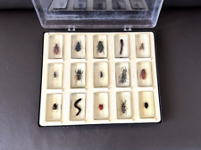 15 Bugs in Acrylic Block Resin Educational Insects Taxidermy Curiosity picture