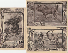 Beautiful Teddy Roosevelt Wilds of Africa postcard c1909 3 different 1 card bent picture