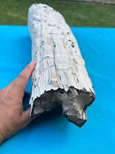 Texas Petrified Live Oak Wood Large Natural Log 21