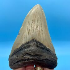 5.30” Megalodon Shark Tooth - Collector Meg- No Restoration or Repair picture