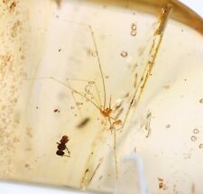 Fossil Spider Really Long Legs Bizarre insects Golden Copal Amber Colombia #2104 picture
