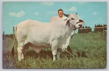 Boca Grande Florida, White Brahman Bull, Vintage Postcard picture